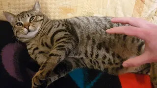 THIS happens when I touch his belly