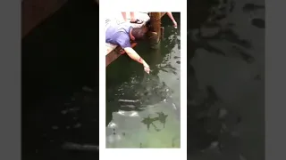 Fish Grabs Man`s Arm! (The Original Video) ‐Tarpon Smackdown # shorts