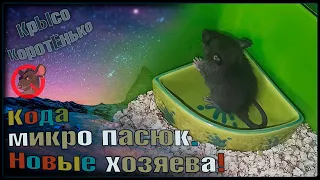 Микро пасюк Кода, и её новые хозяева! 😊 Типа переезд. 🐭 (Wild Rats | Дикие Крысы) 🐭