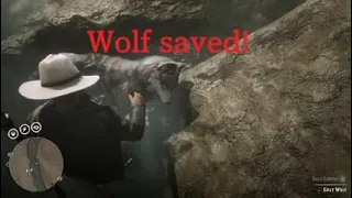 Saved a wolf from drowning