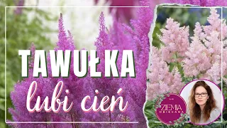 TAWUŁKA lubi (pół)cień