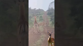 lucky impala