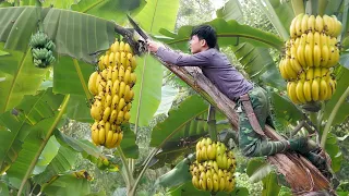 Harvest Big Bananas Go To District Market Sell & Buy Ducklings To Raise.2 Year Living off Grid Cabin