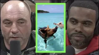 You Can Swim with Pigs in the Bahamas w/Lil Duval | Joe Rogan