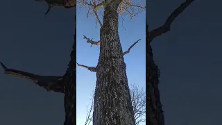 Дуб для элитного дома. Не хочет падать, зараза.