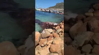Shark attack at Hout Bay, Cape Town