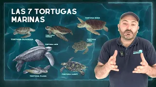 CÓMO DISTINGUIR TORTUGAS MARINAS