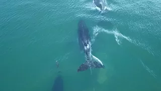 Whale Migration | East Coast of Australia