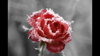 Winter Rose:  Ailbhe McDonagh    Clark Bryan, piano