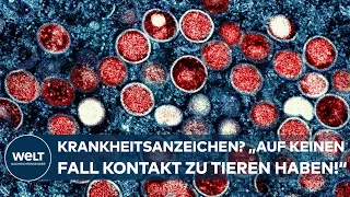 AFFENPOCKEN: "Bei Krankheitsanzeichen auf keinen Fall Kontakt zu Tieren haben" I WELT Interview