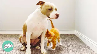 Gentle Pitbull Waits For Her Kittens To Come Home Every Day | Cuddle Buddies