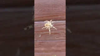 duży pająk zjada owada