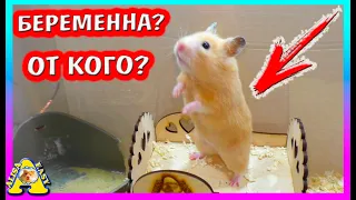 Кто новый ЖЕНИХ ФАнни? / Когда ХОМЯЧАТА? / Алиса Изи Петс / ALisa EAsy Pets