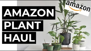 $100 Amazon Plant Haul | Is It Worth It?