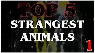 TOP 5 STRANGEST ANIMALS IN THE WORLD - #1