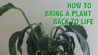 How to Bring a Plant Back to Life | Pretty in Green Plants