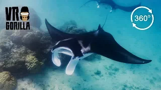 Giant Reef Manta Ray, Komodo Indonesia - 360 VR Video
