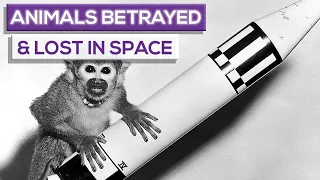 Animals Betrayed And Lost In Space