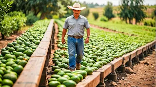 Mexican Farmers Harvested And Exported 953 Million Tons Of Avocados To The US This Way