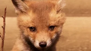 POTTERS BAR 2012 - SPRINGWATCH: CUTE FOX FAMILY