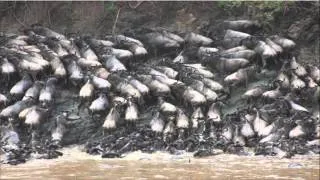 10/17/15 David Post - Migrating Wildebeests and Raging Hippos on Kenya's Mara River