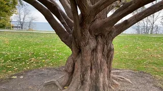 A Unique Dawn Redwood Tree in Lakewood Ohio