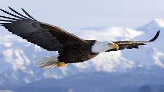 Most Deadly EAGLE Attacks 2020 - Most Amazing Moments Of Wild Animal Fights