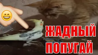 Кошка и жадный попугай Greedy cat and the parrot