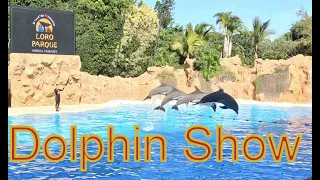 Dolphin show || world’s best || Loro park || Tenerife, Spain