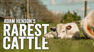 Less Than 280 In The World... Britain's Rarest Cattle - Adam Henson