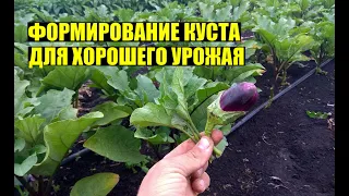 Пасынкование баклажана. ДЛЯ ЧЕГО ЭТО ДЕЛАЕМ?