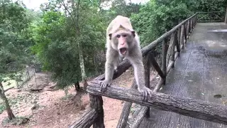 Monkey attack at open zoo