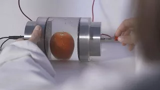 Электрошок для помидора - futuris