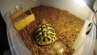 Balkan tortoise one hour from life