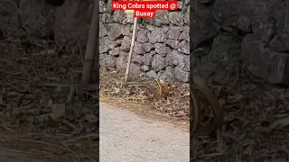 King Cobra spotted @ Busay, Cebu City