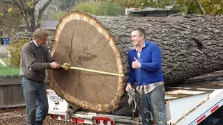 Pacific Coast Lumber-Giant Walnut Tree removal Pacific Coast Lumber With Bill Swanson