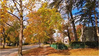 Serene Morning Stroll in a South Jersey Suburban Area [4K]