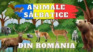 Animale Sălbatice din România - Ce animale sălbatice trăiesc în țara noastră?