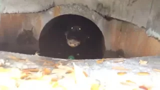 HUGE ALLIGATOR HIDING IN THE SEWER!