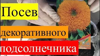 Посев декоративного подсолнечника Мишка