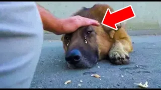 Man Petted a Starving Stray Dog's Head – What The Dog Did Next Moved Him to Tears!