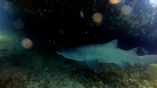Scuba Diving || Aliwal Shoal South Africa 🇿🇦 || Sand Tiger Shark || Dolphins || December 2023