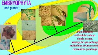 evolution of land plants from green algae 2