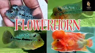 "Exploring Flowerhorn SRD Kolkata"srd, kml, golden, thaisilk flowerhorn best shop kolkata flowerhorn