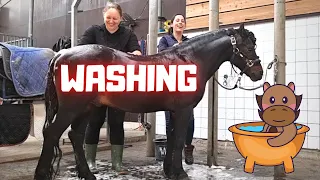 Wash Johnny😎, but why? And does he like it? | Friesian Horses