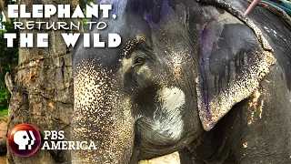 Elephant, Return to the Wild FULL SPECIAL | PBS America