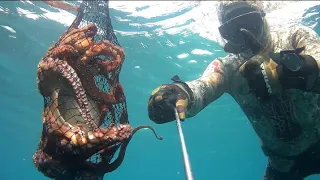 #kuşadası #ahtapot #deniz #hunter #keşfet #octopus #octopushunting #oktopus #sea #タコ