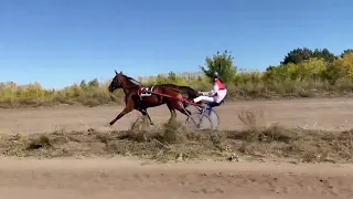 Заезд рысаков 2х летнего возраста. 17.09.2022 год. Ипподром Кулагер г.Петропавловск