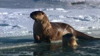 River Otter Mating & Sociality