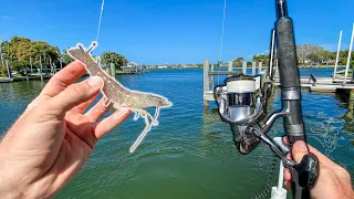 Live Shrimp Catches Dock STUDS (Hooked a BEAST)